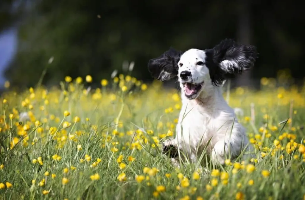 découvrez le monde adorable des chiots : conseils d'élevage, alimentation, éducation et bien-être pour offrir à votre nouveau compagnon à quatre pattes une vie épanouie.