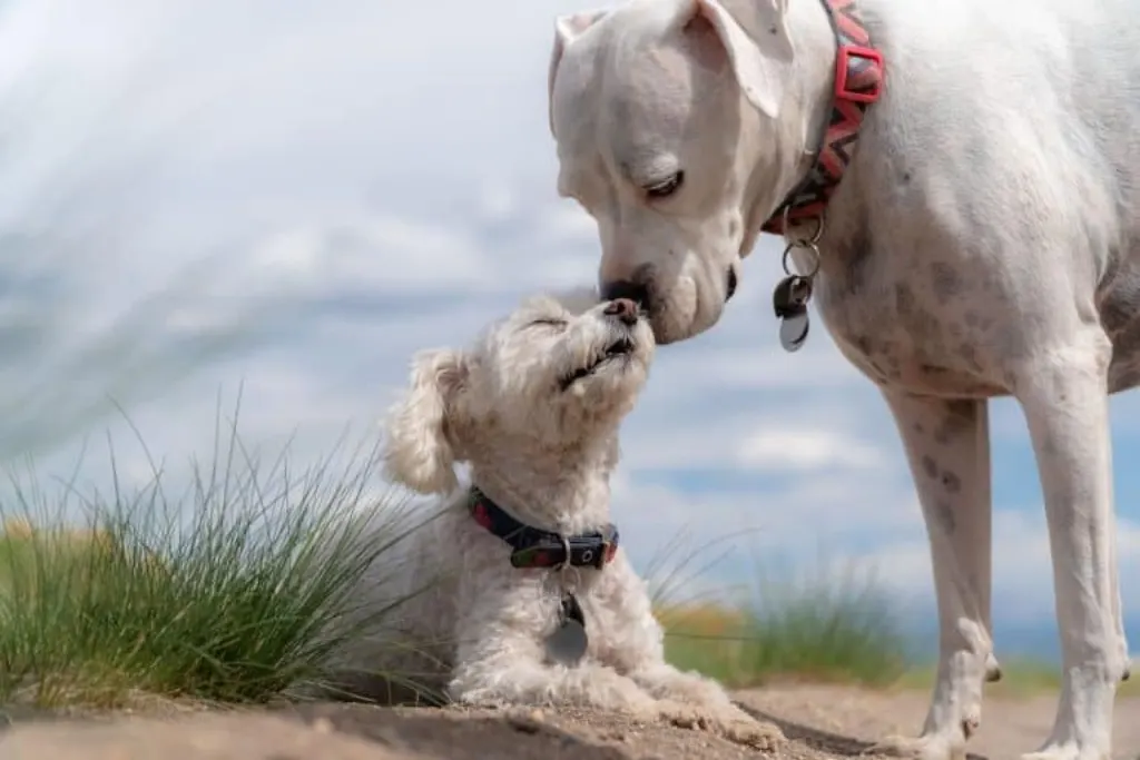 découvrez notre guide complet sur les chiots : conseils d'élevage, d'alimentation et d'entraînement pour assurer une croissance saine et heureuse de votre nouvel ami à quatre pattes.