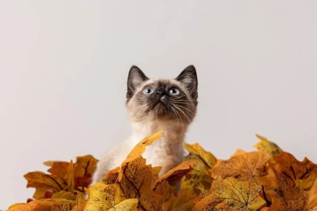 découvrez notre plateforme 'rescue', dédiée à la protection et au sauvetage des animaux en détresse. engagez-vous pour une cause noble, participez à des initiatives de secours, et trouvez des conseils utiles pour offrir une seconde chance à ceux qui en ont besoin. ensemble, faisons la différence!