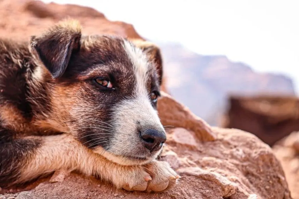 découvrez l'histoire émouvante d'un chien errant, son parcours difficile et les rencontres qui changeront sa vie à jamais. un récit touchant sur l'amour et l'espoir.