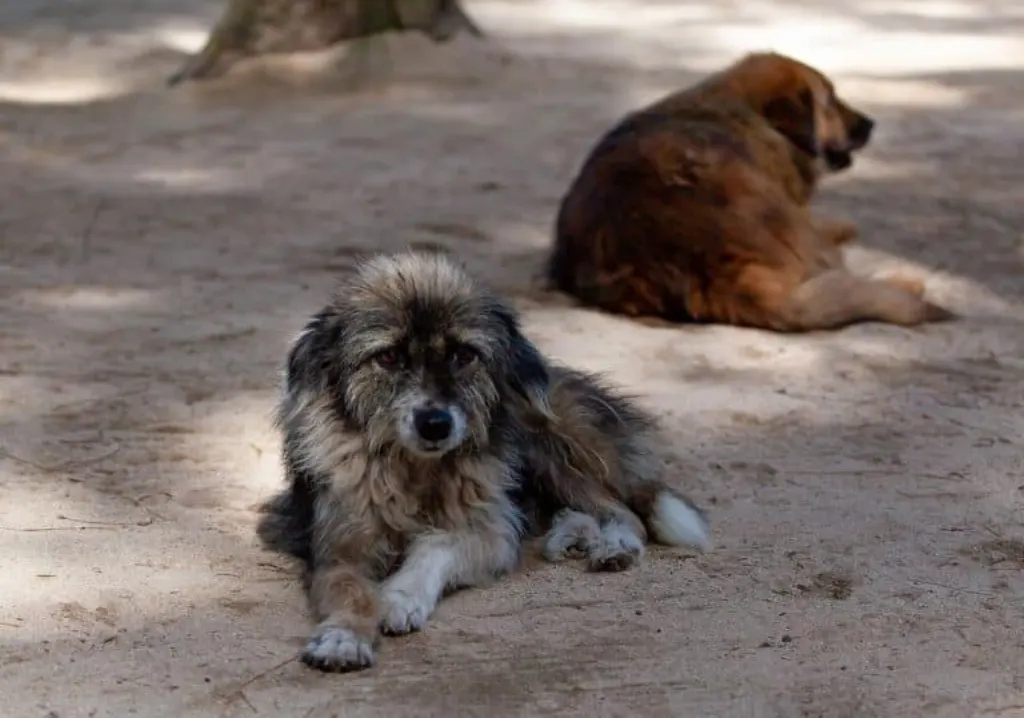 découvrez l'histoire émouvante de 'stray dog', un film captivant qui explore le lien entre l'homme et son fidèle compagnon à quatre pattes. suivez les aventures d'un chien errant et les leçons de vie qu'il enseigne à ceux qu'il croise sur son chemin. une œuvre touchante et pleine d'émotion pour les amoureux des animaux.