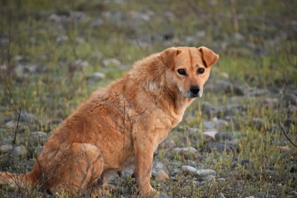 découvrez l'univers captivant de 'stray dog', un récit poignant qui suit le parcours d'un chien errant à travers les défis de la vie urbaine. plongez dans une aventure émotionnelle pleine de rencontres inattendues et de découvertes touchantes qui remettront en question votre vision de l'amour et de la loyauté.