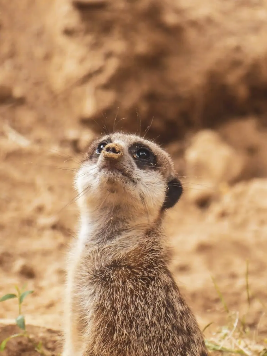 découvrez le mangouste asiatique, un petit mammifère fascinant connu pour sa vivacité et son agilité. apprenez-en davantage sur son habitat, ses comportements et son rôle dans l'écosystème. explorez les merveilles de la nature avec cette espèce intrigante et adaptive.