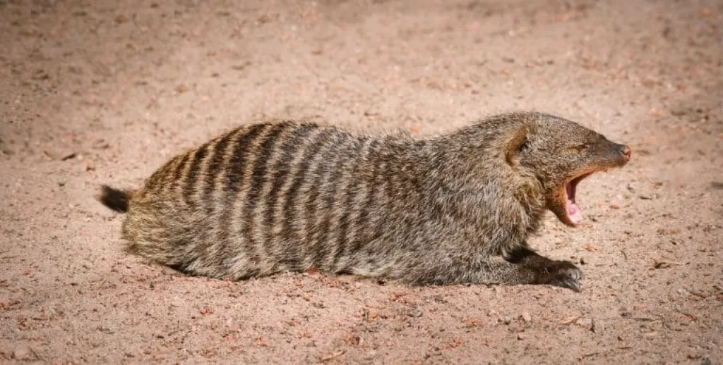 découvrez le mangouste asiatique, un petit mammifère fascinant aux comportements intrigants et à l'habitat varié. apprenez-en plus sur ses caractéristiques, son alimentation et son rôle dans l'écosystème asiatique.