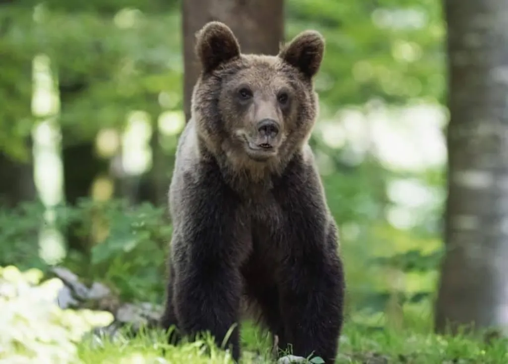 découvrez tout ce qu'il faut savoir sur les attaques d'ours : prévention, mesures de sécurité et témoignages captivants. apprenez à minimiser les risques lors de vos aventures en pleine nature.