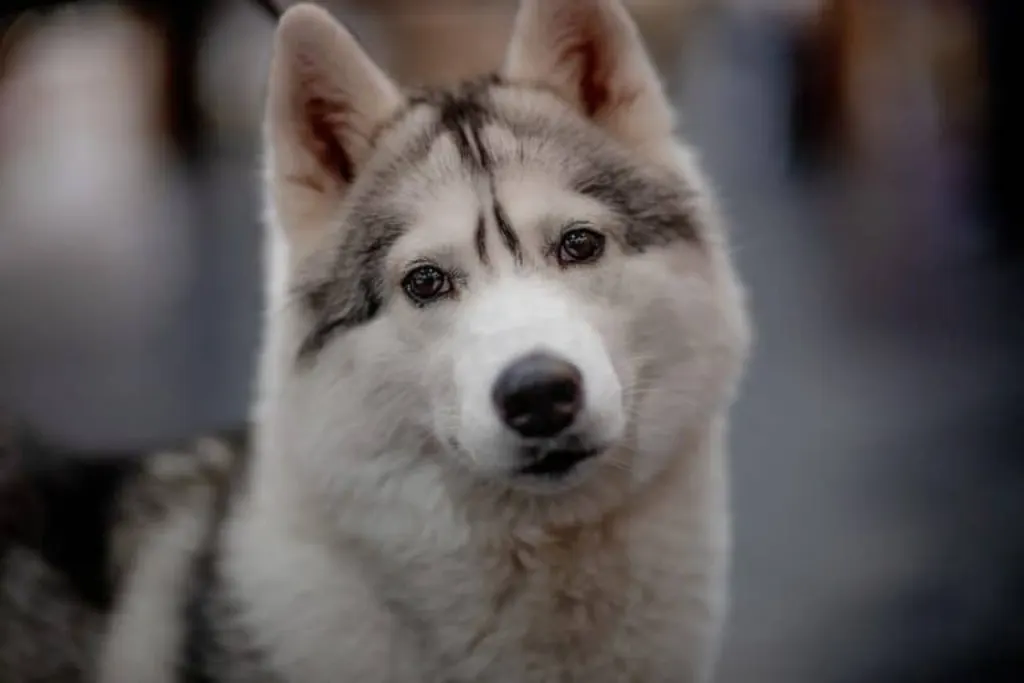 découvrez tout sur les chiens : les différentes races, les conseils de soins, l'éducation, et bien plus. améliorez votre complicité avec votre fidèle compagnon canin !