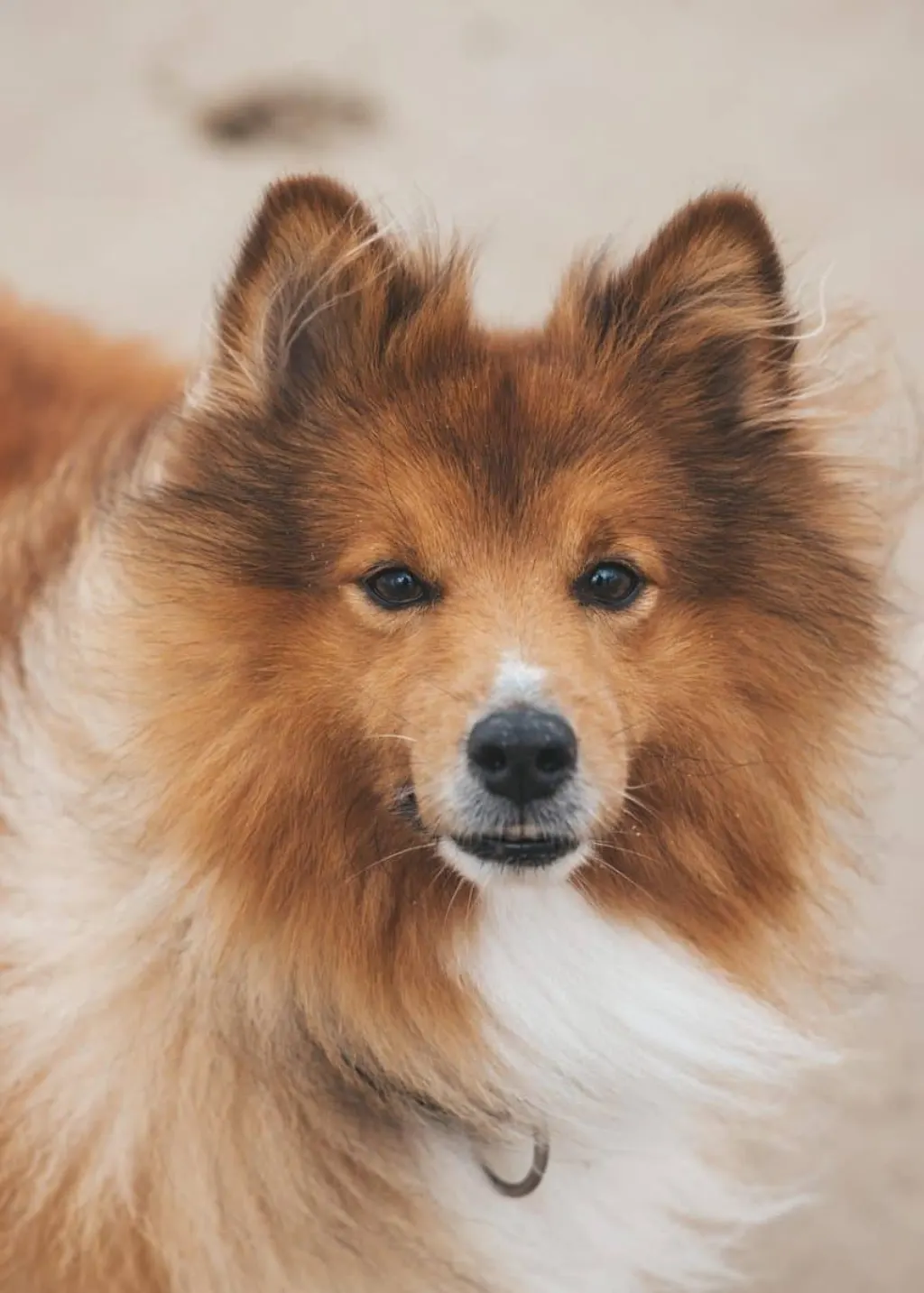 découvrez tout sur les chiens : conseils d'entretien, races, comportement et bien-être. apprenez à mieux comprendre votre compagnon à quatre pattes et à renforcer votre lien avec lui.