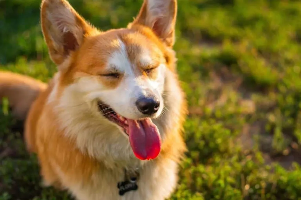 découvrez tout sur le monde des chiens : conseils de soins, races populaires, conseils d'éducation, et bien plus encore pour les amoureux des chiens.