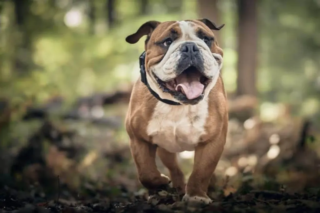 découvrez tout sur les chiens, vos compagnons fidèles ! apprenez à les élever, à les éduquer et à comprendre leurs besoins pour assurer leur bien-être et renforcer votre lien avec eux.