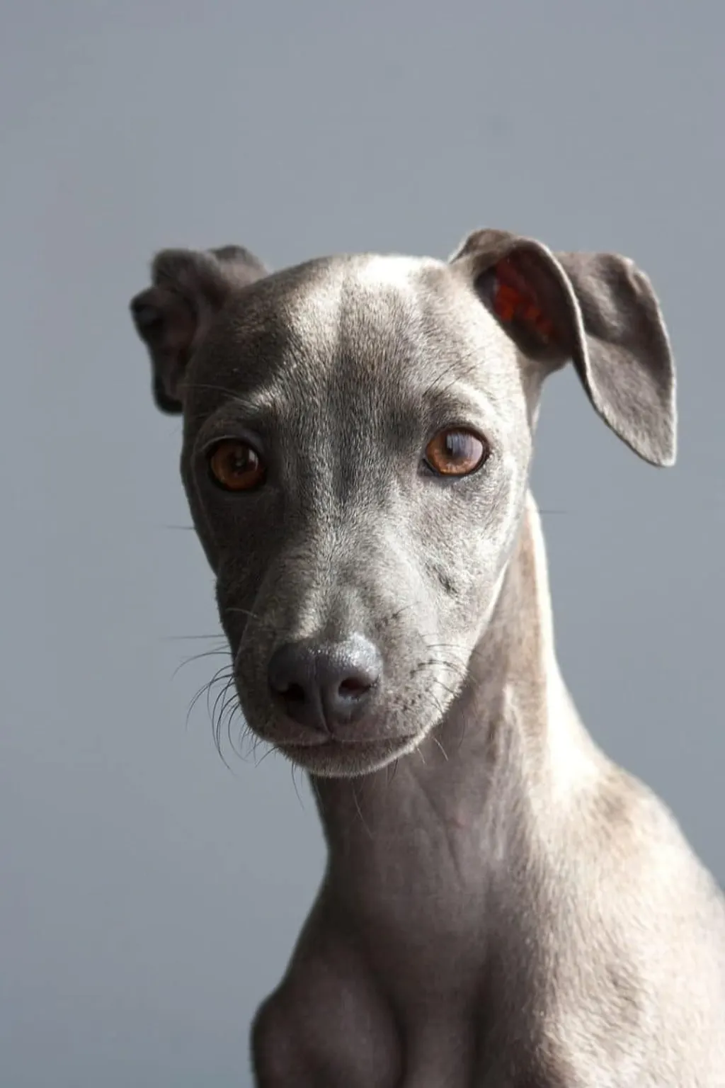 découvrez l'univers fascinant des chiens, ces compagnons fidèles et affectueux. apprenez à mieux comprendre leur comportement, leurs besoins, et les meilleures pratiques pour en prendre soin au quotidien.