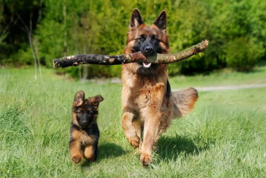 découvrez tout sur les chiens : leurs races, comportements, soins et astuces pour une vie harmonieuse avec votre compagnon à quatre pattes.