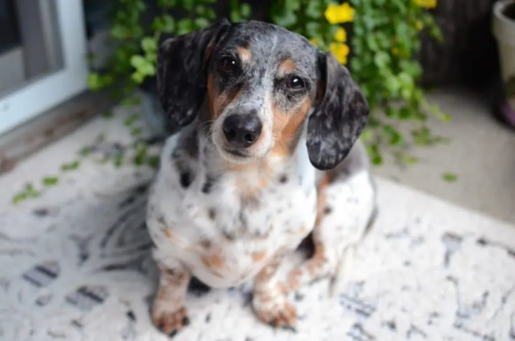 découvrez les différentes races de chiens, leurs caractéristiques, comportements et besoins spécifiques. apprenez à choisir le compagnon idéal pour votre mode de vie et trouvez des conseils pour bien s'occuper de votre futur meilleur ami à quatre pattes.