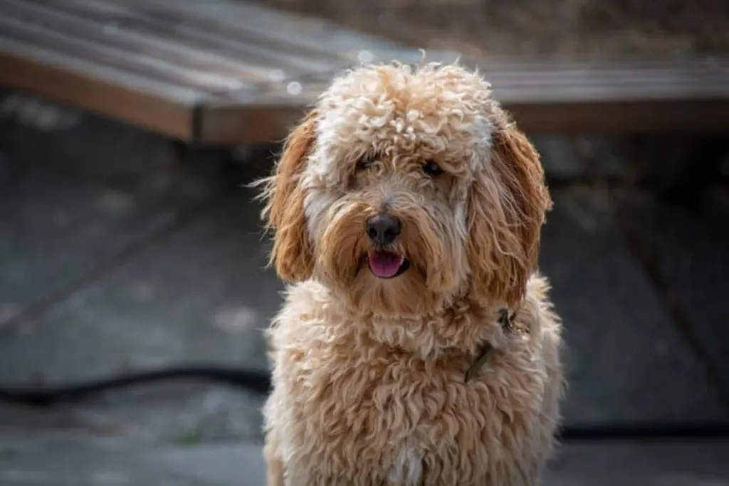découvrez les différentes races de chiens, leurs caractéristiques, comportements et besoins spécifiques. que vous soyez à la recherche d'un compagnon fidèle ou d'un partenaire pour vos activités, trouvez la race de chien qui correspond à votre style de vie.