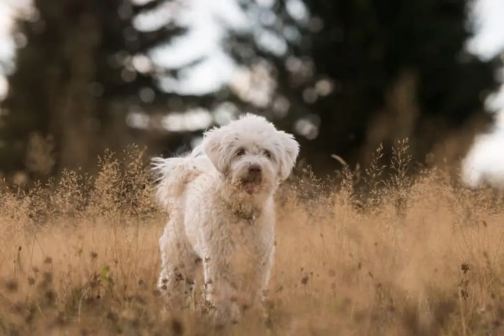 découvrez notre dog center, l'endroit idéal pour le bien-être de votre compagnon à quatre pattes ! services de toilettage, garderie et entraînement professionnel pour chiens. offrez à votre fidèle ami une expérience inoubliable dans un cadre chaleureux et sécurisé.