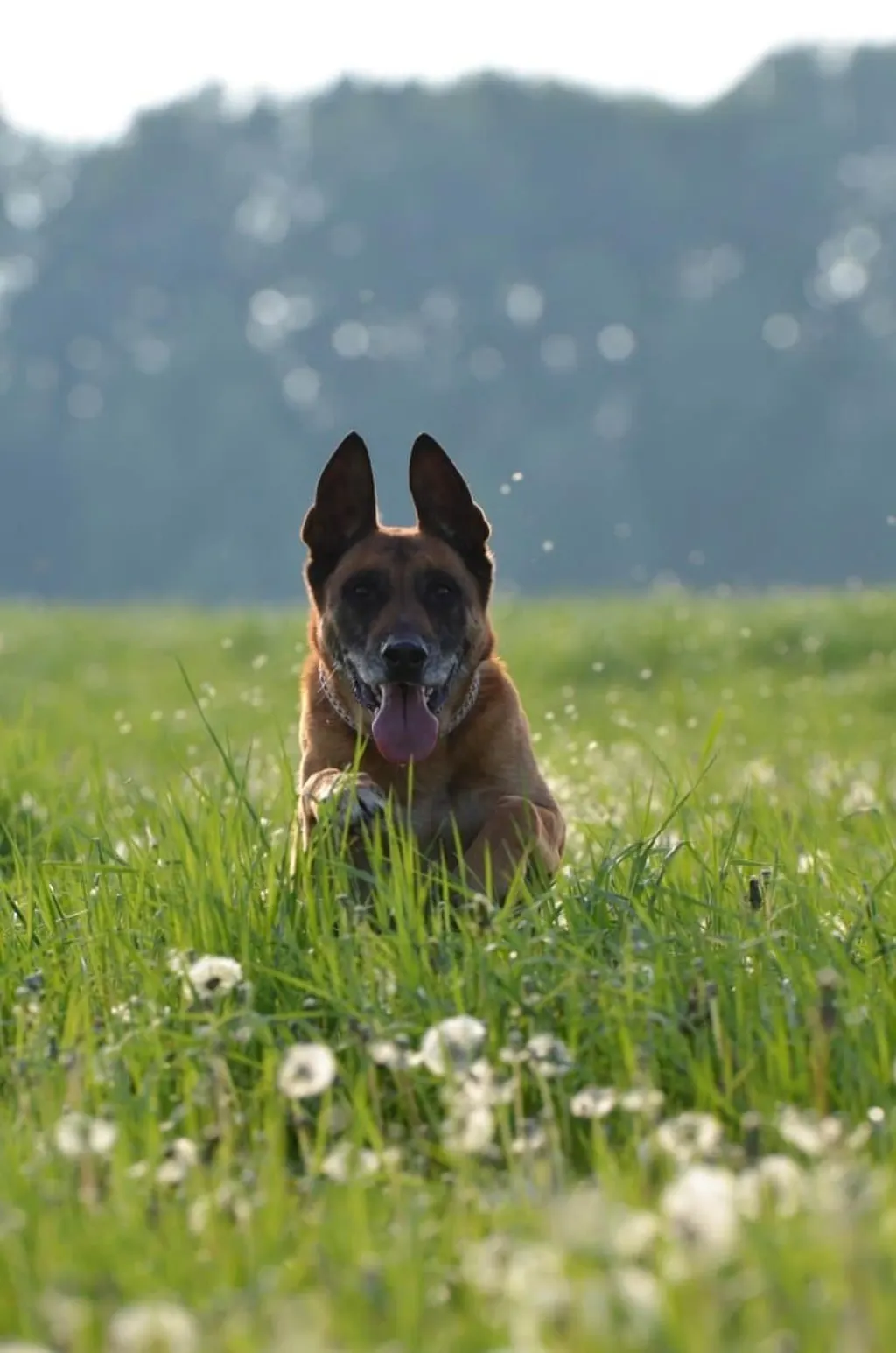 découvrez les plages accueillantes pour les chiens où votre compagnon à quatre pattes peut s'amuser en toute liberté. profitez de l’été en famille, entre baignades et promenades, tout en respectant la nature et les autres visiteurs.
