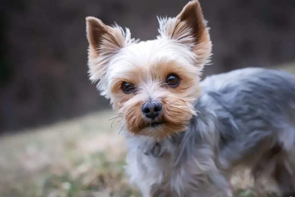 découvrez les plages accueillantes pour les chiens, où votre compagnon à quatre pattes peut s'amuser et se baigner en toute liberté. profitez de l'ombre des palmiers et des paysages magnifiques tout en partageant des moments inoubliables avec votre fidèle ami.