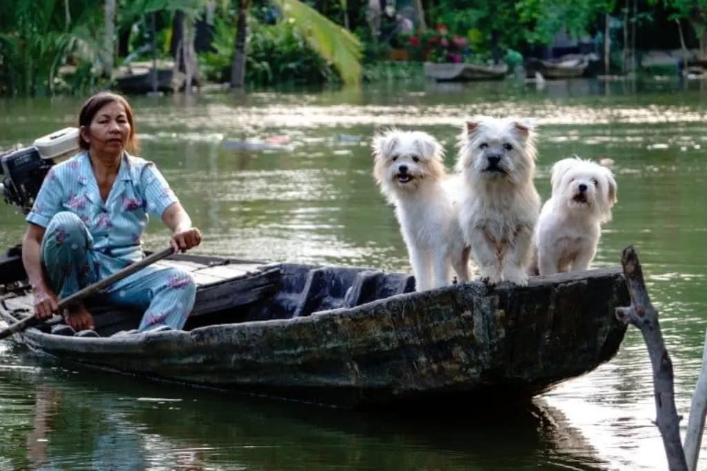 découvrez l'univers du mode de vie canin avec des conseils sur l'éducation, l'alimentation, les activités et le bien-être de votre chien. offrez à votre fidèle compagnon une vie épanouissante et pleine d'aventures !