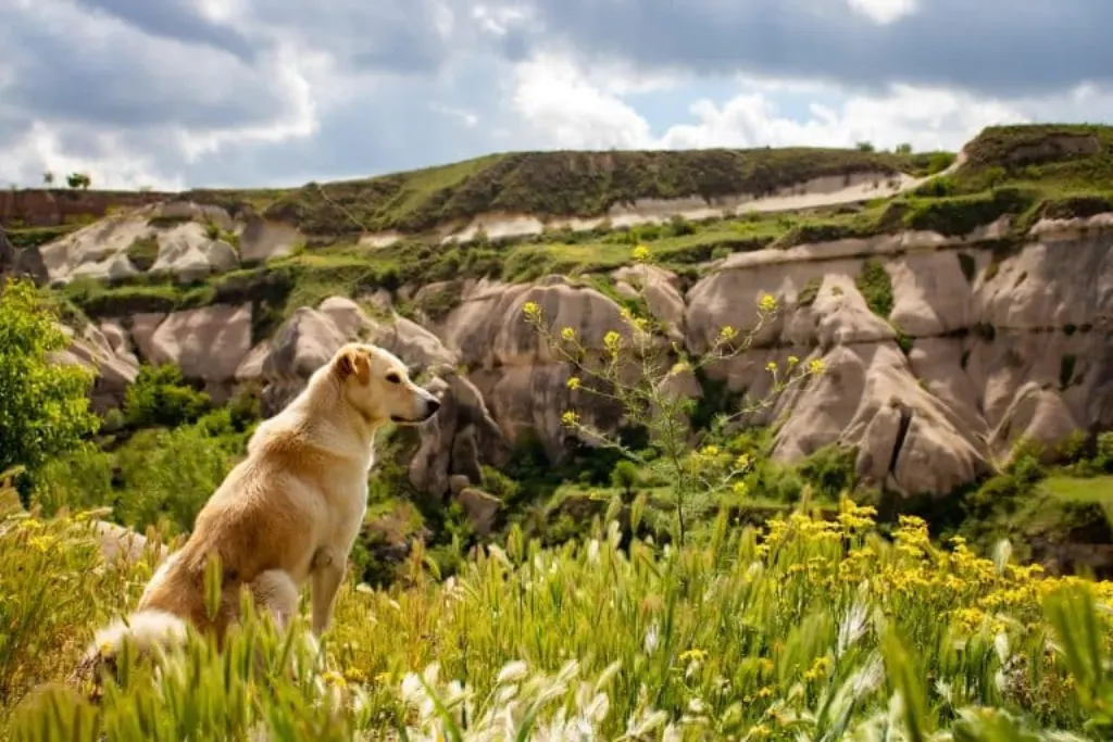découvrez nos services de promenade pour chiens, offrant une activité saine et enrichissante pour votre compagnon à quatre pattes. nos promeneurs expérimentés veillent à ce que votre chien bénéficie d'exercices réguliers tout en s'amusant dans un environnement sécurisé. réservez dès maintenant pour assurer le bien-être de votre animal.