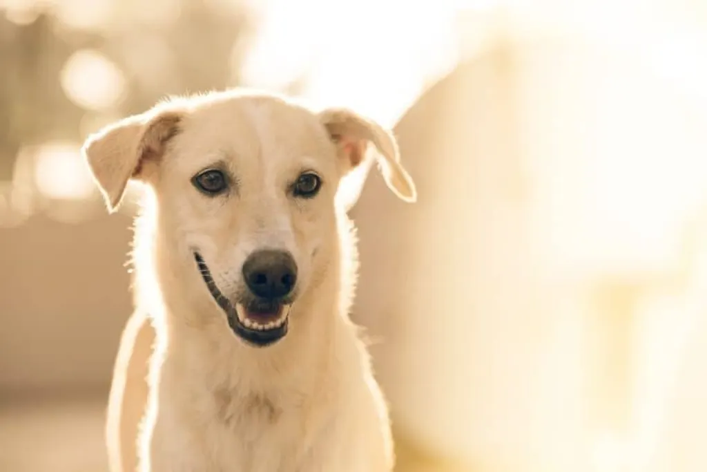 découvrez tout sur les chiens : conseils d'éducation, soins, races et bien-être. apprenez à mieux comprendre votre compagnon à quatre pattes pour renforcer votre complicité.