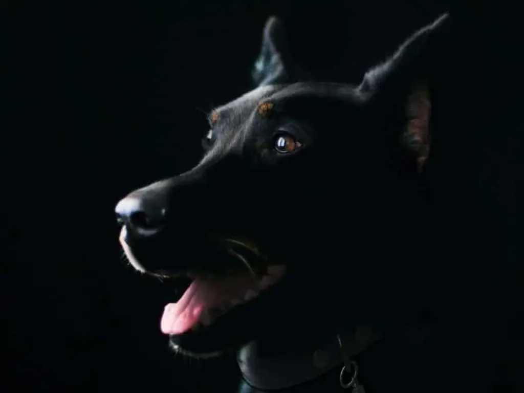 découvrez tout sur les chiens : leurs races, comportements, conseils d'élevage et d'éducation. que vous soyez un passionné ou un futur propriétaire, plongez dans l'univers canin et apprenez à mieux comprendre vos compagnons à quatre pattes !