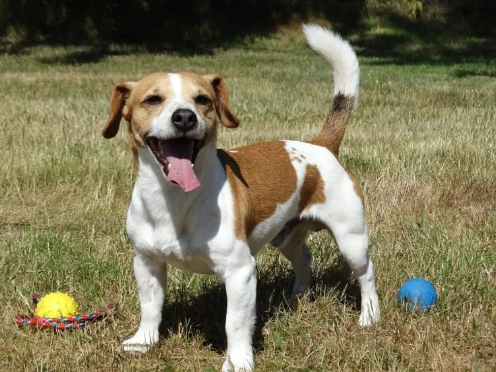 découvrez tout sur le jack russell : un chien énergique et intelligent, apprécié pour sa vivacité et son tempérament joueur. idéal pour les familles actives, ce compagnon fidèle saura égayer votre quotidien.