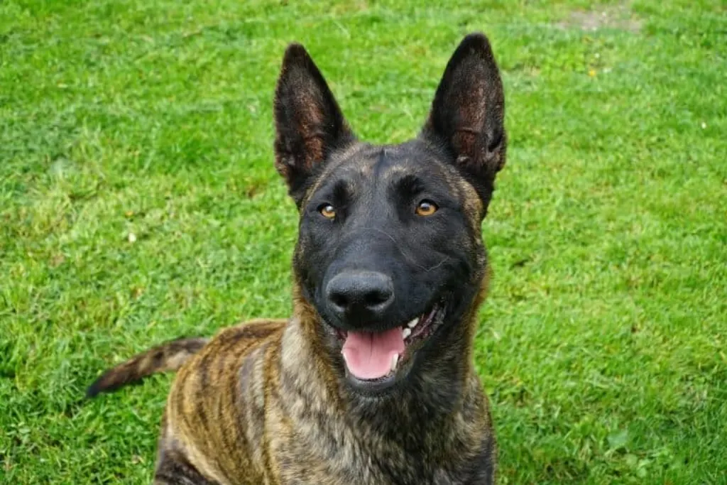 découvrez le monde fascinant des chiens police, ces animaux d'élite spécialement formés pour assister les forces de l'ordre dans des missions de sécurité, de détection et de recherche. apprenez comment ils sont entraînés et leur rôle essentiel dans la lutte contre la criminalité.