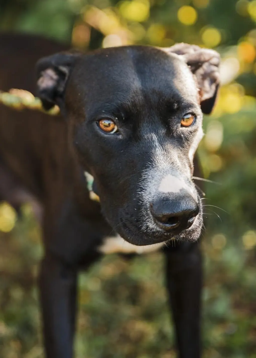 découvrez l'univers des chiens sauvés, où des histoires inspirantes de résilience et d'amour se mêlent. apprenez à connaître ces héroïques compagnons à quatre pattes qui ont surmonté l'adversité et trouvez votre prochain meilleur ami parmi eux. rejoignez-nous pour soutenir leur voyage vers une nouvelle vie pleine de bonheur.