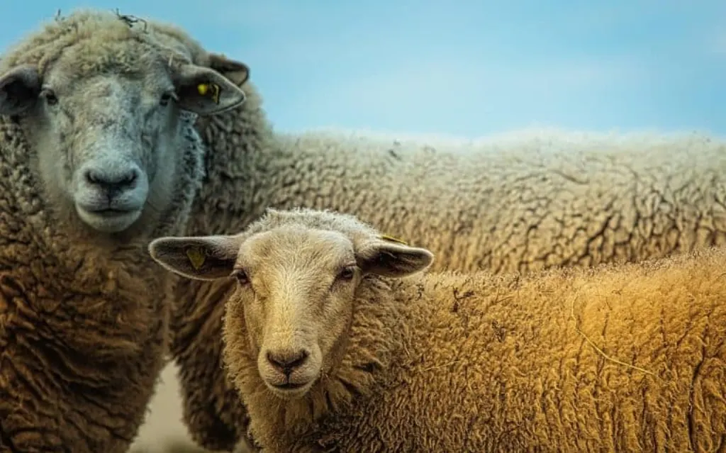 découvrez le monde fascinant des moutons, des animaux doux et sociables, qui jouent un rôle essentiel dans l'agriculture et l'écosystème. apprenez tout sur leur élevage, leur comportement et leur importance dans notre société.