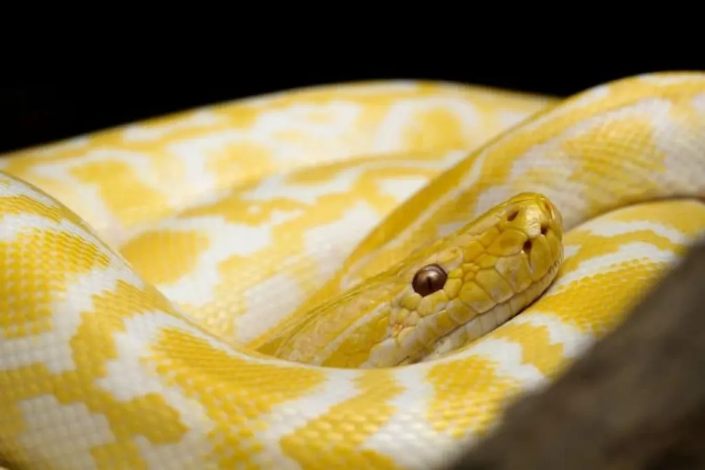 découvrez l'univers fascinant des serpents : leur biologie, leurs habitats, leurs comportements et les différentes espèces au monde. plongez dans le monde mystérieux de ces reptiles énigmatiques.