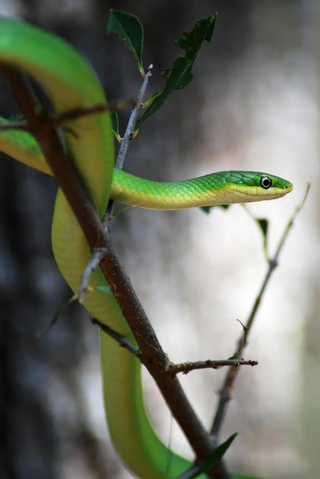 découvrez l'univers fascinant des serpents : leur habitat, leurs comportements, et les espèces les plus étonnantes. plongez dans le monde des reptiles et apprenez tout sur ces créatures mystérieuses.