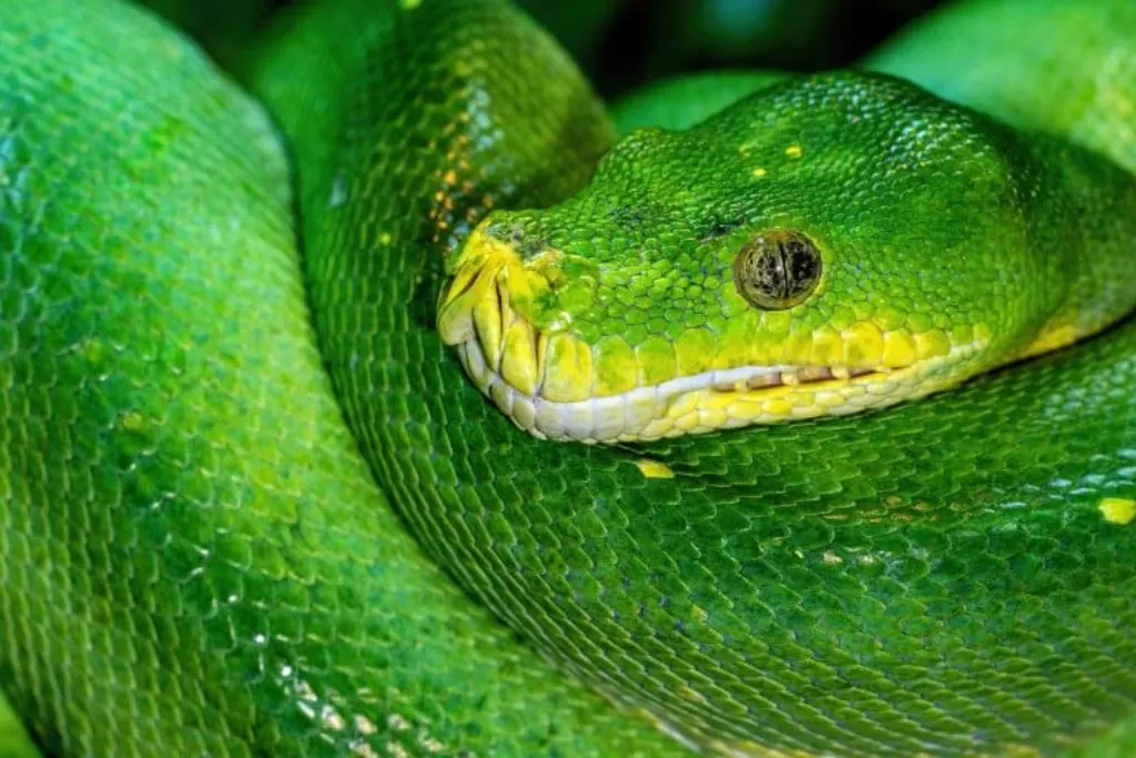 découvrez l'univers fascinant des serpents : leurs différentes espèces, comportements, habitat et leur rôle essentiel dans l'écosystème. plongez dans ce monde mystérieux et apprenez à mieux connaître ces reptiles souvent mal compris.