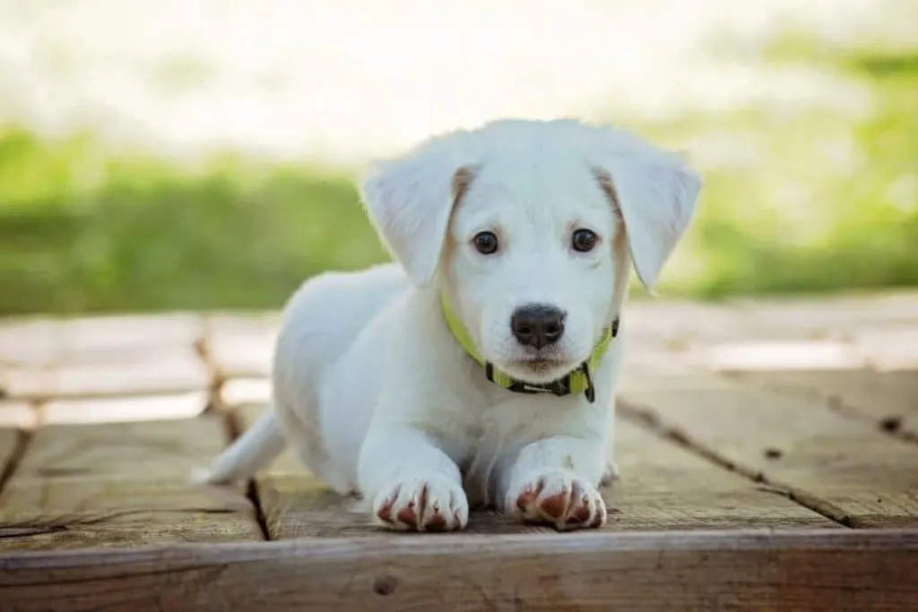 découvrez l'histoire touchante des chiens abandonnés, des animaux en quête d'un foyer aimant. engagez-vous pour leur bien-être et apprenez comment vous pouvez faire la différence dans leur vie!