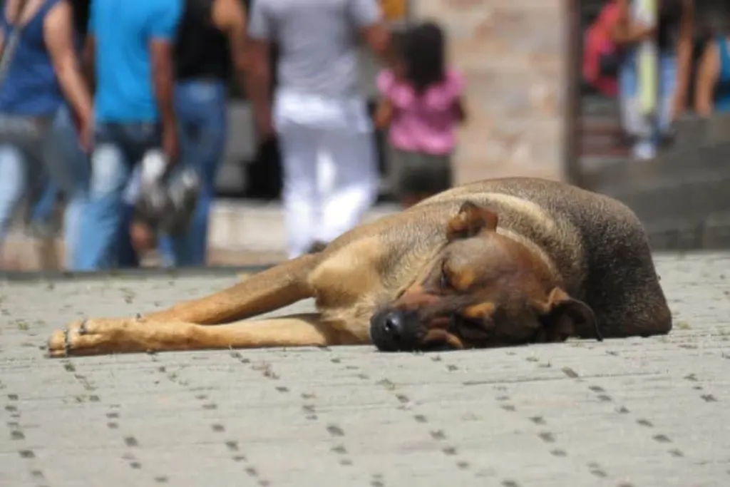 découvrez les réalités choquantes de la maltraitance animale, ses conséquences sur les animaux et comment nous pouvons tous agir pour mettre fin à cette tragédie. ensemble, protégeons ceux qui ne peuvent pas se défendre.
