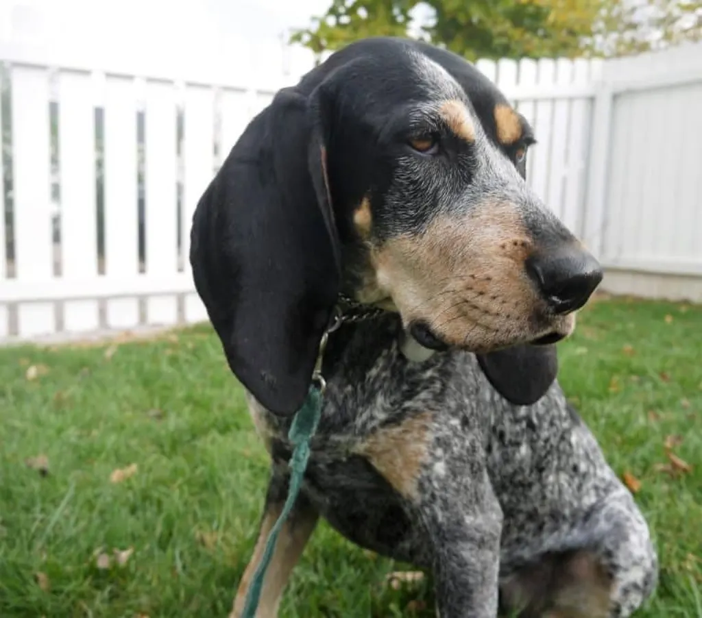 découvrez le black and tan coonhound, une race de chien fidèle et efficace, reconnue pour son flair exceptionnel et son incroyable capacité à chasser. apprenez tout sur son caractère, ses besoins, et comment en prendre soin dans notre guide complet.