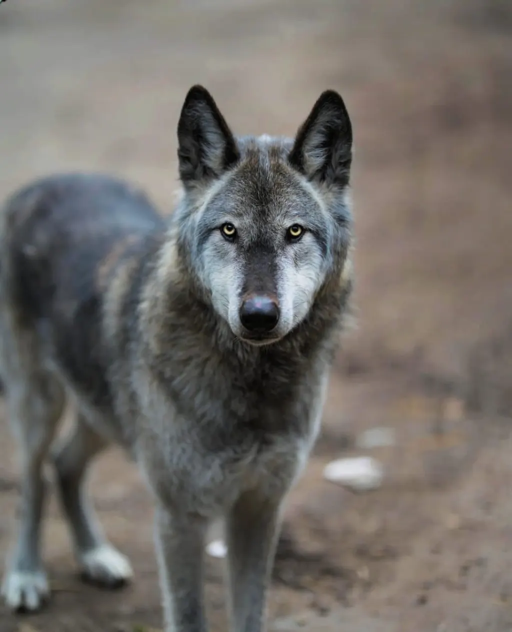 découvrez le czechoslovakian wolfdog, une race fascinante issue du croisement entre un chien de berger et un loup. apprenez-en plus sur son caractère, son apparence unique et ses besoins spécifiques. idéal pour les amateurs de chiens actifs et les passionnés de nature.