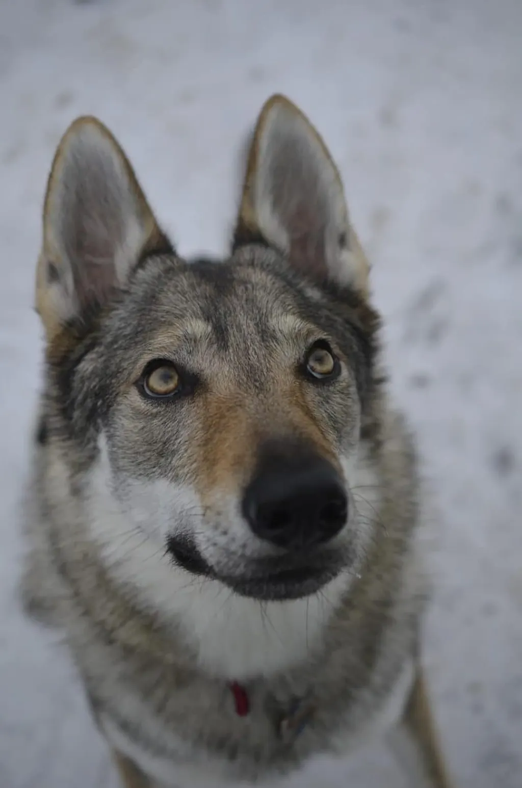 découvrez le czechoslovakian wolfdog, un chien au physique impressionnant et à l'esprit sauvage. apprenez tout sur son histoire, son caractère et ses besoins spécifiques pour en faire un compagnon idéal.