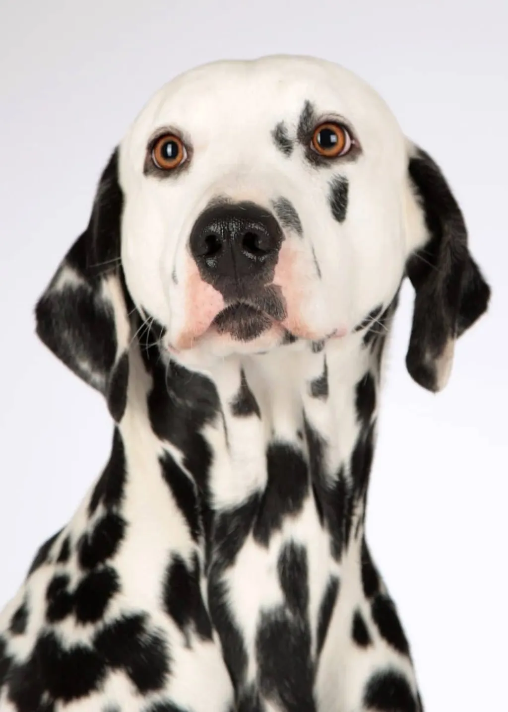 découvrez l'univers fascinant des chiens, de leurs races variées à leurs comportements adorables. apprenez à mieux comprendre vos compagnons à quatre pattes et comment en prendre soin comme ils le méritent.