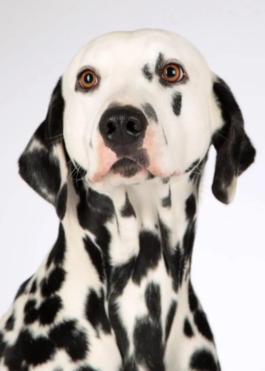 découvrez tout sur les chiens : leurs races, comportements, soins et conseils pour les propriétaires. apprenez à mieux comprendre votre compagnon à quatre pattes et à lui offrir une vie épanouie.