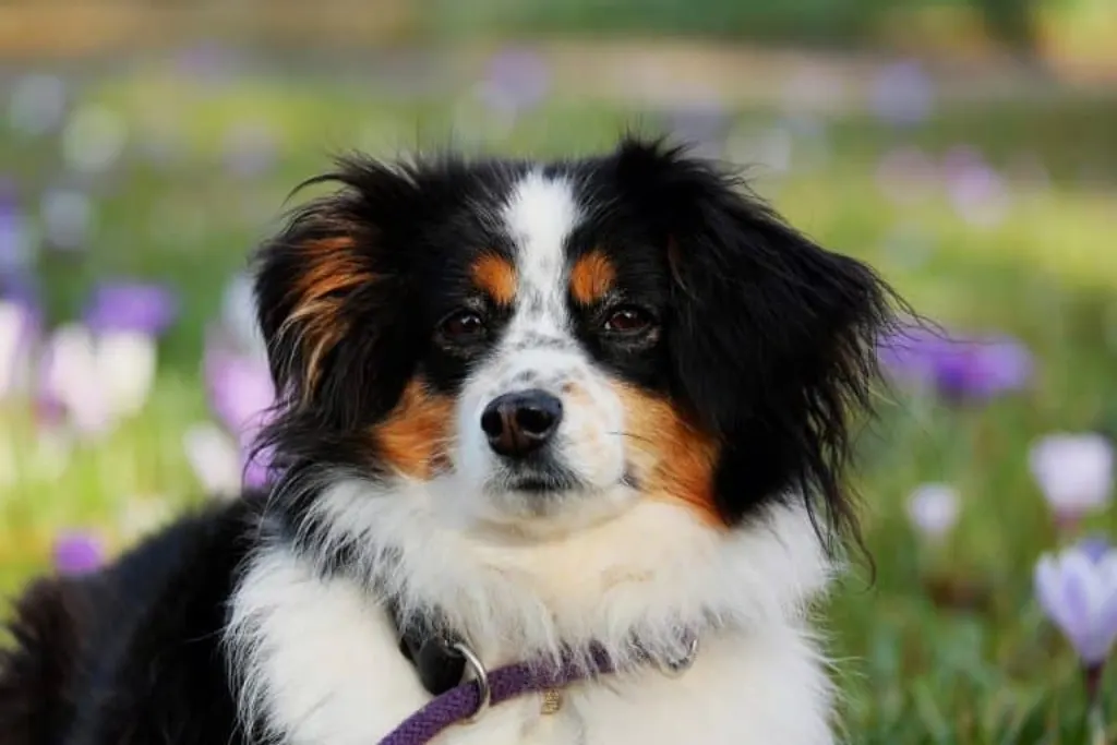 découvrez les enjeux liés à la maltraitance des chiens, les signes à reconnaître et les actions nécessaires pour protéger ces animaux vulnérables. engagez-vous pour un monde sans cruauté envers nos compagnons à quatre pattes.