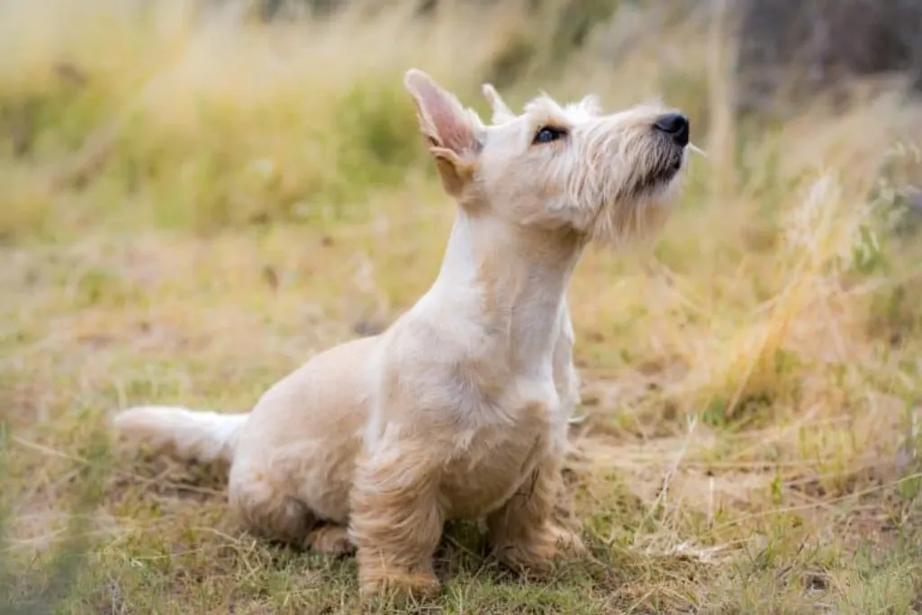 découvrez les réalités choquantes de la maltraitance canine et l'importance de protéger nos amis à quatre pattes. apprenez comment identifier les signes de abus et comment apporter votre aide aux chiens en détresse.