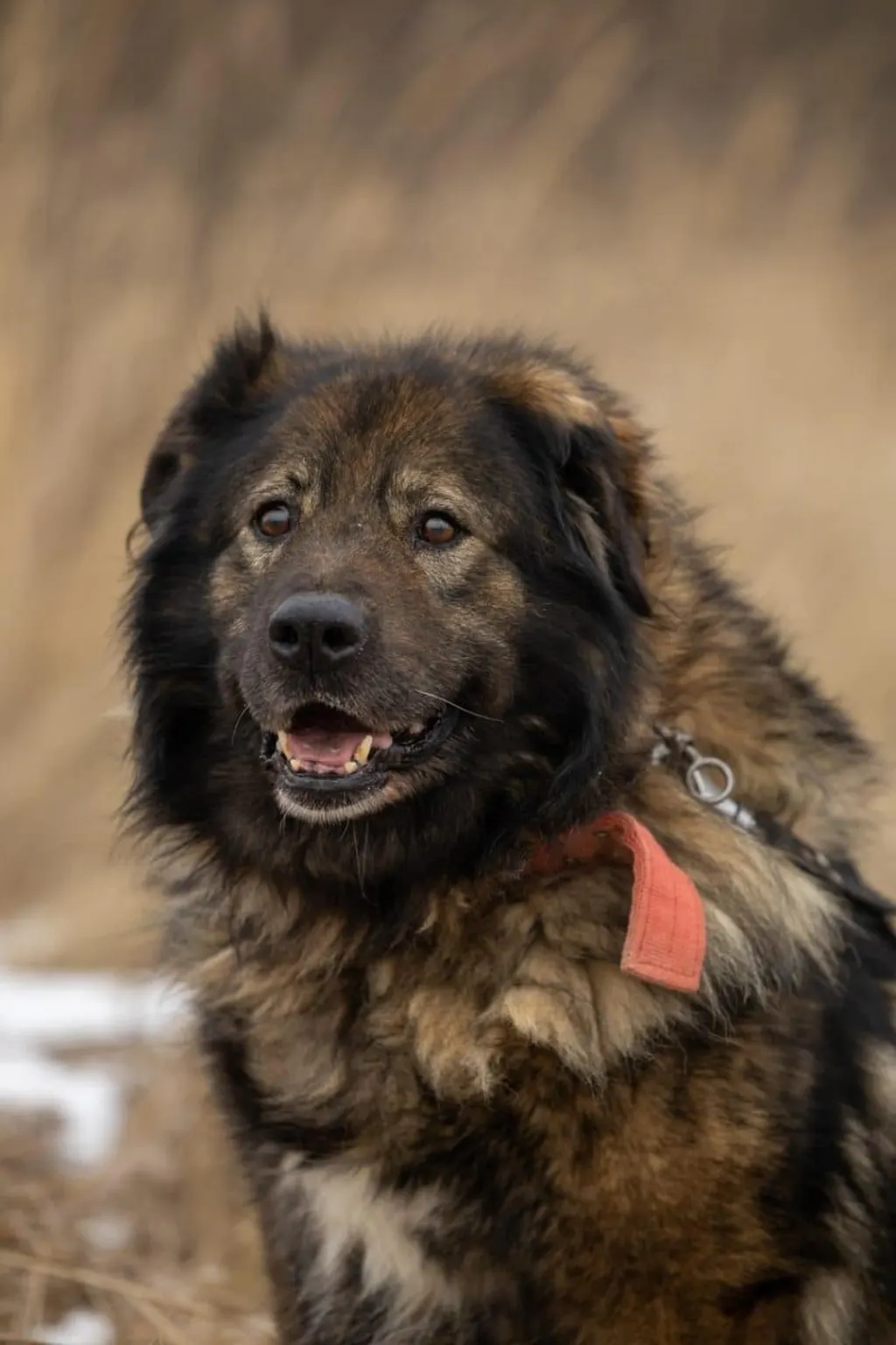 adoptez un compagnon fidèle et aimant ! découvrez notre guide complet sur l'adoption de chiens et trouvez le partenaire idéal pour votre famille. offrez une seconde chance à un chien en quête d'amour !