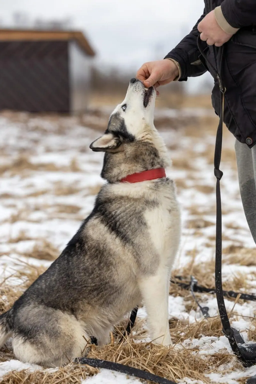 découvrez comment adopter un chien et offrir un foyer aimant à un compagnon à quatre pattes. informez-vous sur les démarches, les conseils d'adoption et les soins essentiels pour garantir le bonheur de votre nouvel ami.