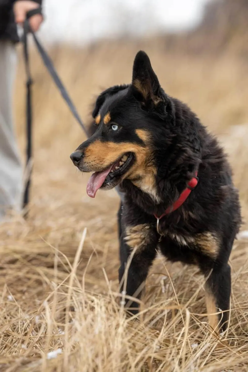 découvrez le bonheur d'accueillir un compagnon à quatre pattes grâce à notre guide complet sur l'adoption de chiens. trouvez le chien qui correspond parfaitement à votre style de vie et apprenez les étapes pour offrir un nouvel foyer aimant à un animal dans le besoin.