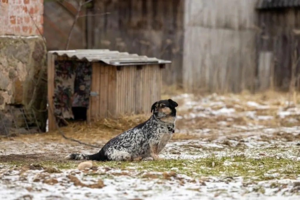 découvrez le bonheur d'adopter un chien ! offrez un foyer chaleureux à un compagnon fidèle tout en contribuant à la protection des animaux. explorez nos conseils et nos ressources pour réussir votre adoption et créer des liens exceptionnels avec votre nouvel ami à quatre pattes.