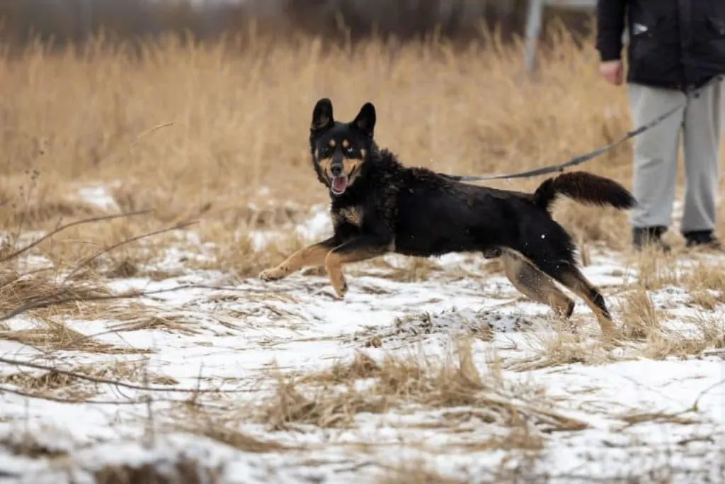 découvrez comment adopter un chien et offrir un foyer chaleureux à un compagnon fidèle. explorez nos conseils pour choisir le bon chien selon votre mode de vie et engagez-vous dans une aventure enrichissante. adoptez, n'achetez pas !