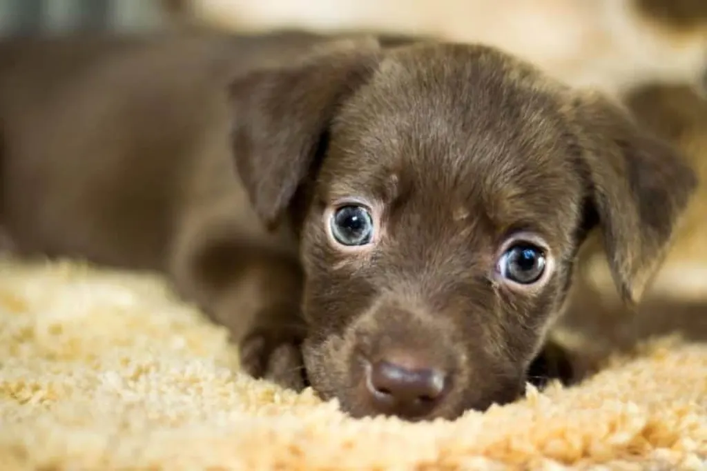 découvrez comment adopter un chien et offrir un foyer aimant à un compagnon fidèle. informations sur les procédures d'adoption, les races disponibles et des conseils pour bien accueillir votre nouvel ami à quatre pattes.