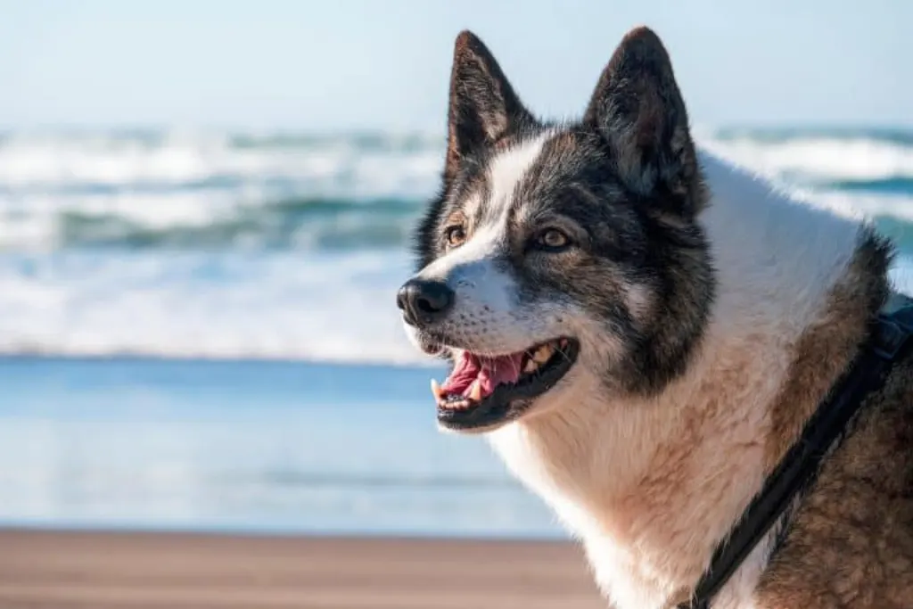 découvrez les raisons pour lesquelles les chiens aboient, les différents types d'aboiements et comment gérer ce comportement. apprenez à mieux comprendre votre compagnon à quatre pattes et à améliorer votre cohabitation.