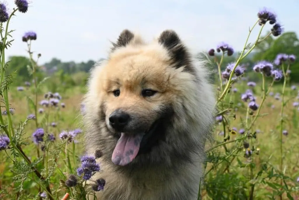 découvrez les détails d'un incident impliquant un chien, explorant les causes, les conséquences et les mesures à prendre pour éviter de tels événements. un aperçu essentiel pour les propriétaires et amoureux des animaux.
