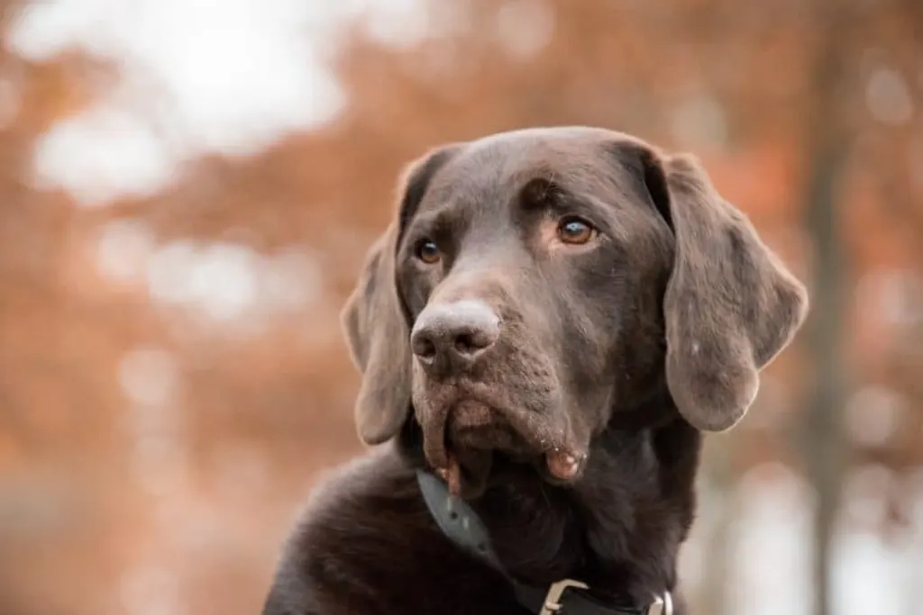 découvrez les détails d'un incident impliquant un chien, son impact sur la communauté et les mesures à prendre pour garantir la sécurité des animaux et des personnes. informez-vous sur les comportements canins et les conseils pour éviter de telles situations.