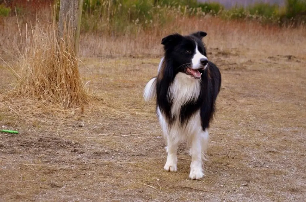 découvrez le monde fascinant des chiens de berger, des compagnons loyaux et intelligents, particulièrement doués pour le travail de troupeau. explorez leurs caractéristiques, leur histoire et leur rôle essentiel dans l'élevage et la protection des animaux.